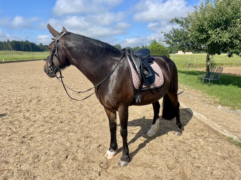 Welsh D (Cob) Mare 14 years 14.3 hh Bay-Dark in Iffeldorf