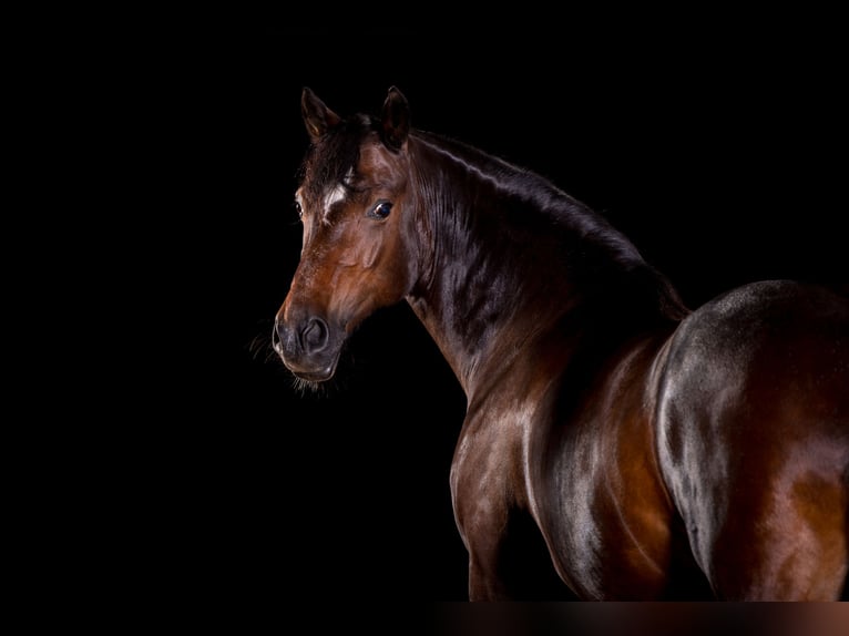 Welsh D (Cob) Mare 14 years 14.3 hh Bay-Dark in Iffeldorf