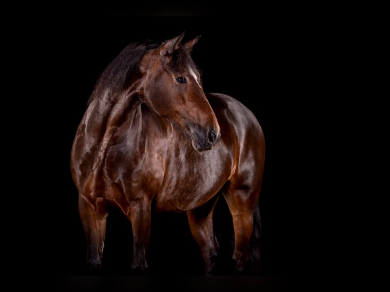 Welsh D (Cob) Mare 14 years 14.3 hh Bay-Dark in Iffeldorf