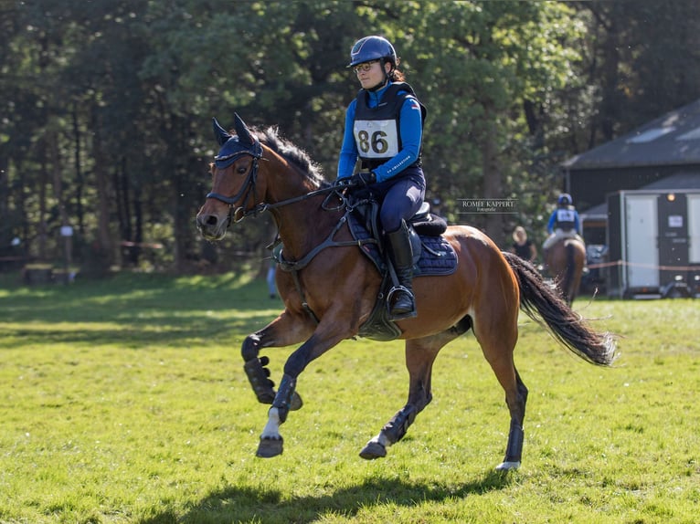 Welsh D (Cob) Mare 14 years 14.3 hh Bay-Dark in Steenderen