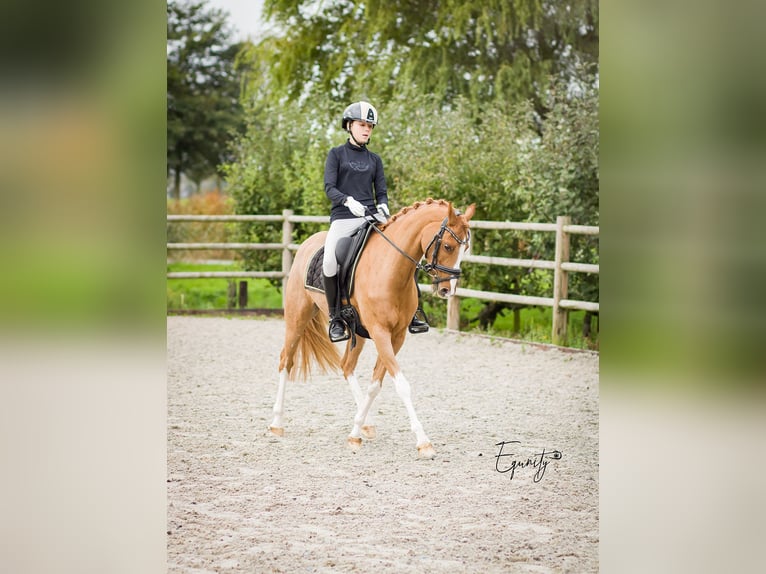 Welsh D (Cob) Mare 14 years 14 hh Chestnut-Red in Oudkarspel
