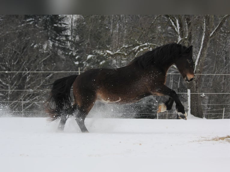 Welsh D (Cob) Mix Mare 14 years 14,2 hh Bay-Dark in Murrhardt