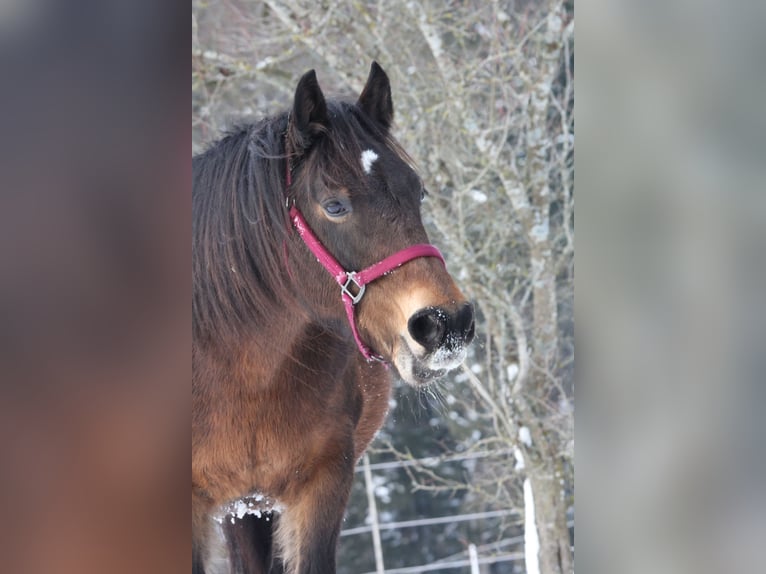 Welsh D (Cob) Mix Mare 14 years 14,2 hh Bay-Dark in Murrhardt