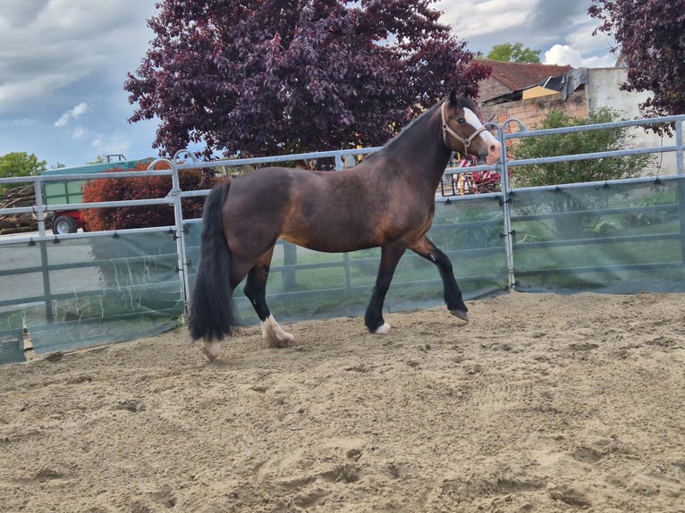 Welsh D (Cob) Mare 14 years 14,2 hh Brown in K&#xF6;nigslutter am Elm