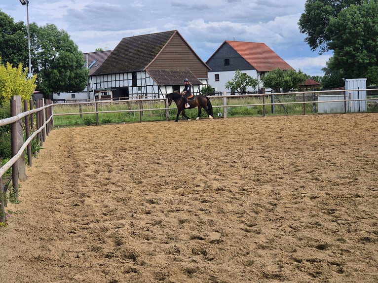 Welsh D (Cob) Mare 14 years 14,2 hh Brown in K&#xF6;nigslutter am Elm