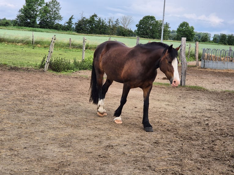 Welsh D (Cob) Mare 14 years 14,2 hh Brown in K&#xF6;nigslutter am Elm