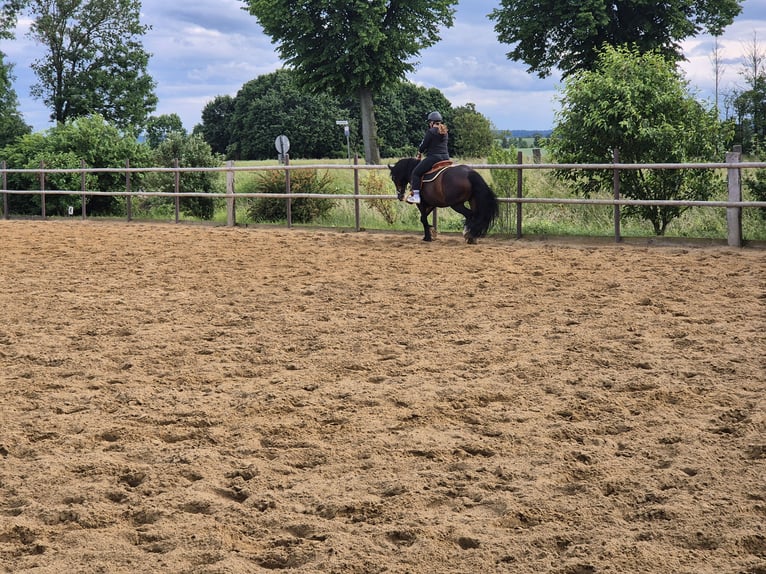 Welsh D (Cob) Mare 14 years 14,2 hh Brown in K&#xF6;nigslutter am Elm