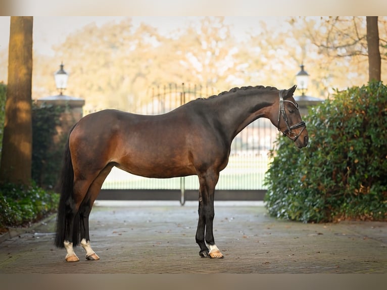 Welsh D (Cob) Mare 15 years 14.1 hh Brown in Sant Vicenç Dels Horts
