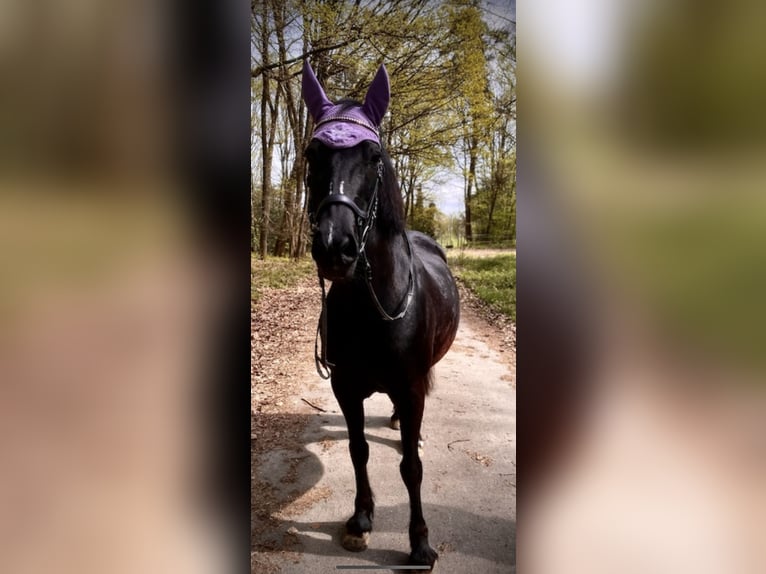 Welsh D (Cob) Mare 15 years 14,2 hh Smoky-Black in Windeck