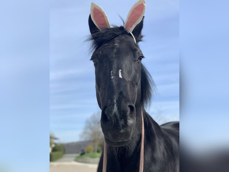 Welsh D (Cob) Mare 15 years 14,2 hh Smoky-Black in Windeck
