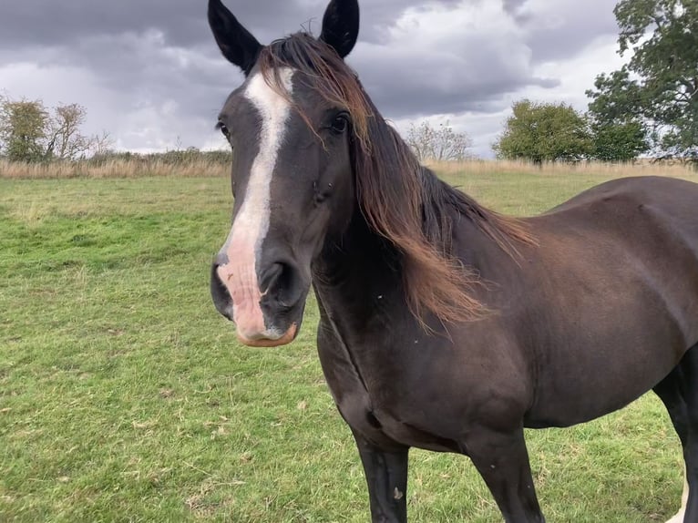 Welsh D (Cob) Mare 15 years 14,3 hh Black in Thaxted