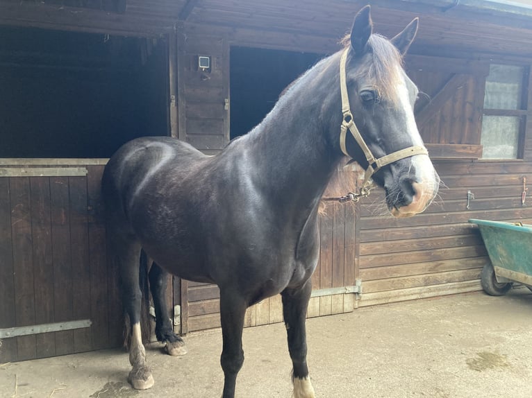 Welsh D (Cob) Mare 15 years 14,3 hh Black in Thaxted