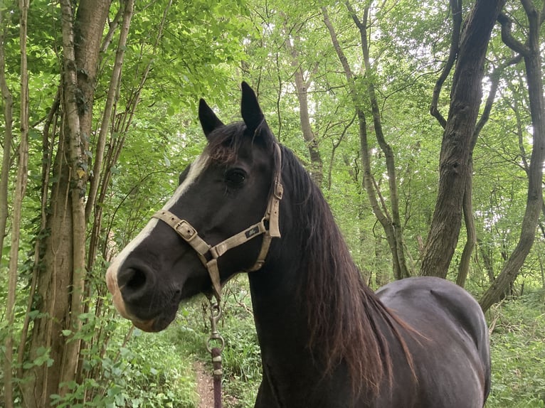 Welsh D (Cob) Mare 15 years 14,3 hh Black in Thaxted