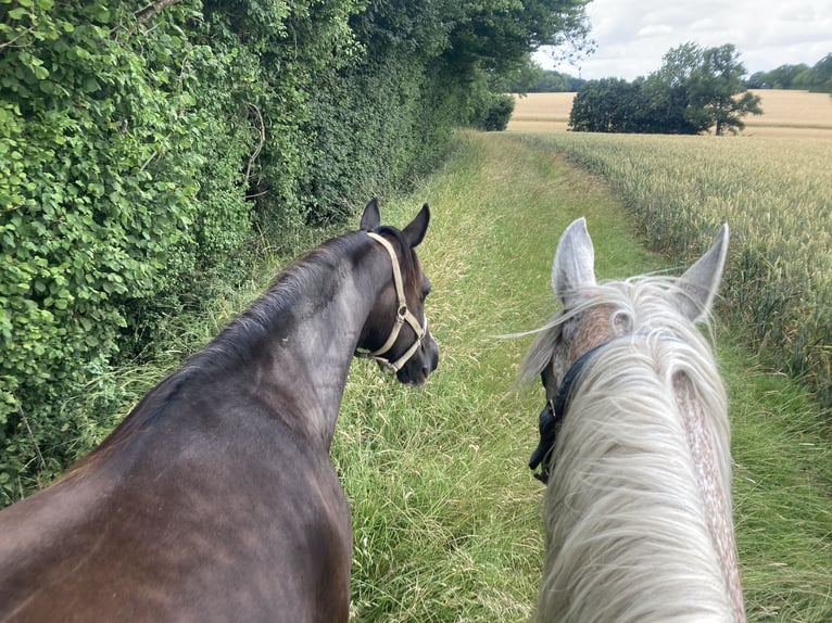 Welsh D (Cob) Mare 15 years 14,3 hh Black in Thaxted