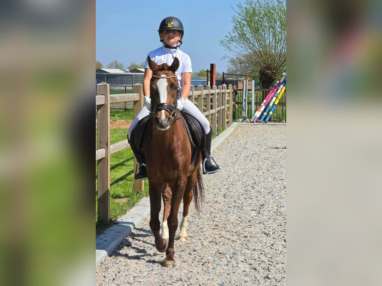 Welsh D (Cob) Mare 16 years 13.3 hh Chestnut-Red in Wolvertem