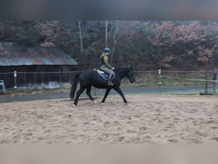 Welsh D (Cob) Mare 16 years 14,3 hh Black in Morsbach