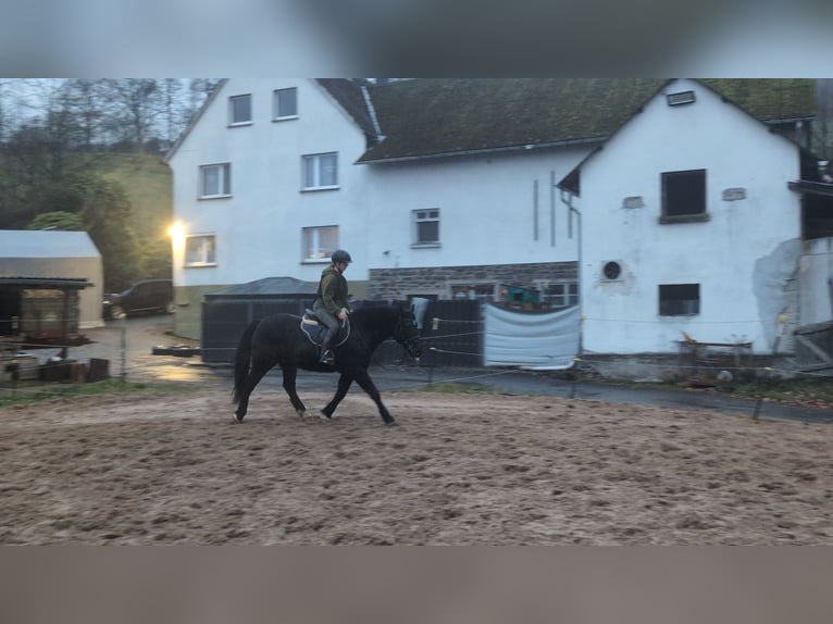 Welsh D (Cob) Mare 16 years 14,3 hh Black in Morsbach