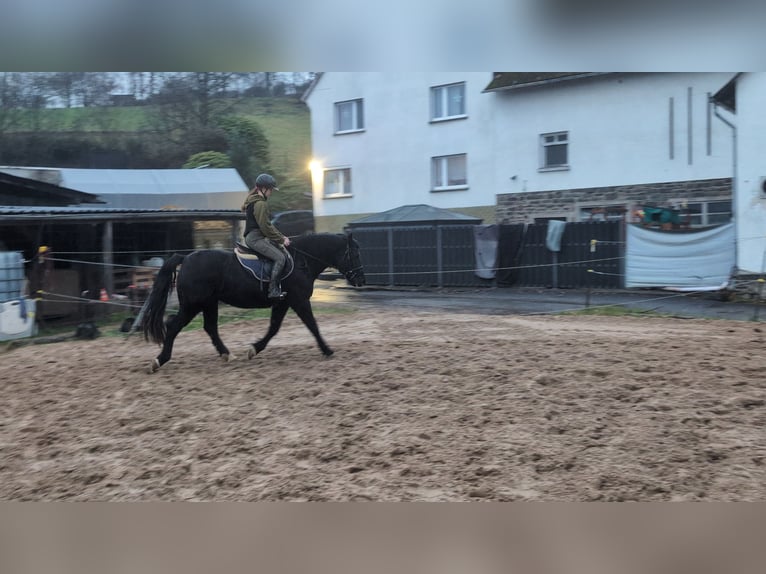 Welsh D (Cob) Mare 16 years 14,3 hh Black in Morsbach
