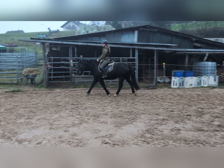 Welsh D (Cob) Mare 16 years 14,3 hh Black in Morsbach