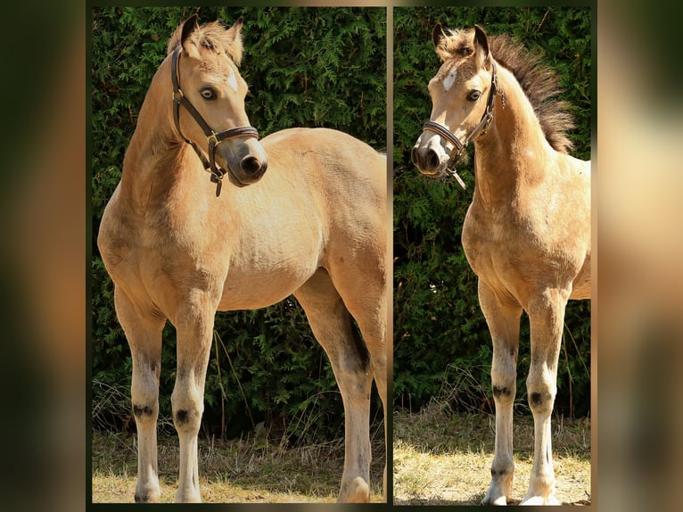Welsh D (Cob) Mare 17 years 14.1 hh Brown in Meinhard