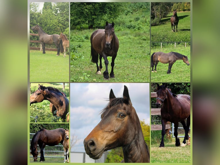 Welsh D (Cob) Mare 17 years 14.1 hh Brown in Meinhard