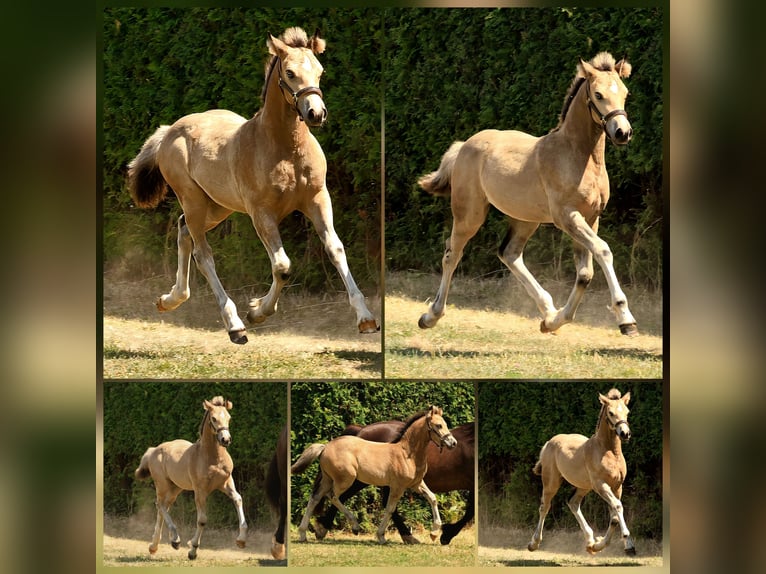 Welsh D (Cob) Mare 17 years 14.1 hh Brown in Meinhard