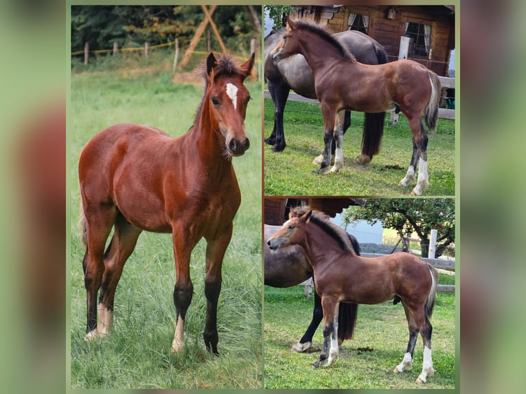 Welsh D (Cob) Mare 17 years 14.1 hh Brown in Meinhard