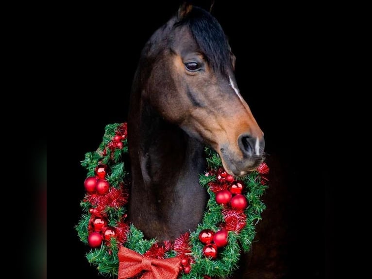 Welsh D (Cob) Mix Mare 17 years 14.2 hh Bay-Dark in Bronnegerveen