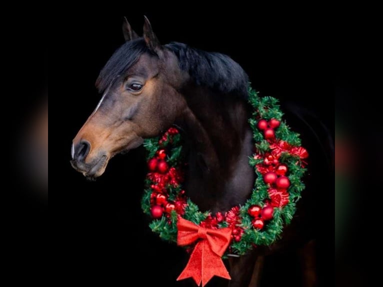 Welsh D (Cob) Mix Mare 17 years 14.2 hh Bay-Dark in Bronnegerveen