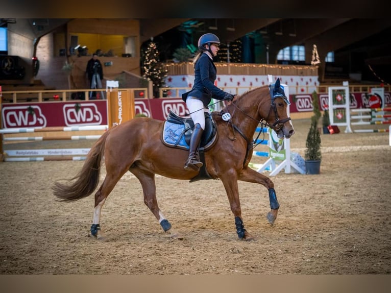 Welsh D (Cob) Mare 17 years 14.3 hh Chestnut-Red in Düsseldorf