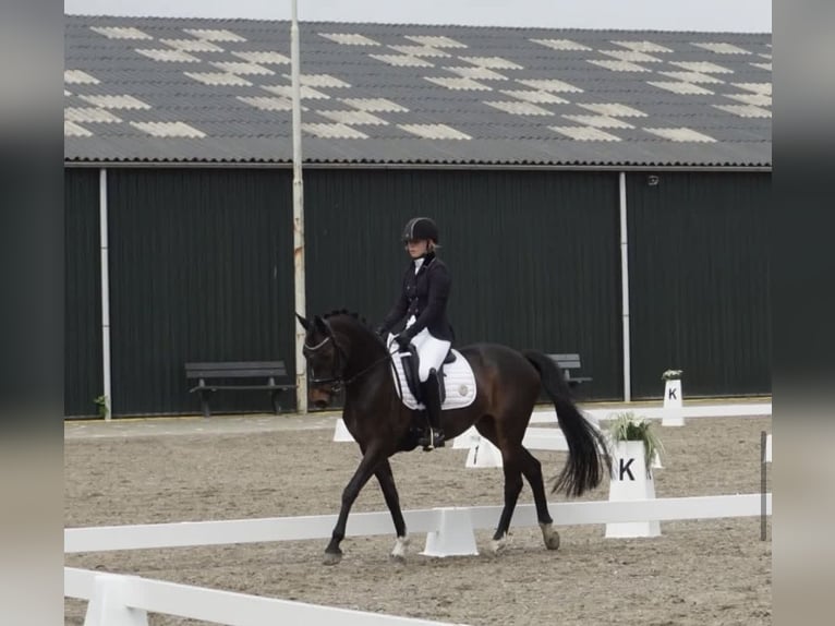 Welsh D (Cob) Mix Mare 17 years 14,2 hh Bay-Dark in Bronnegerveen