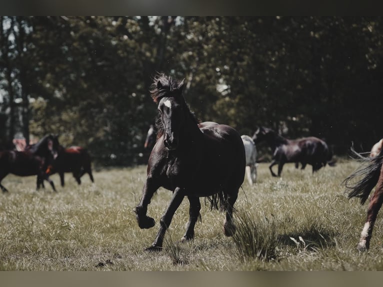 Welsh D (Cob) Mare 18 years 14,2 hh Black in Sassenburg