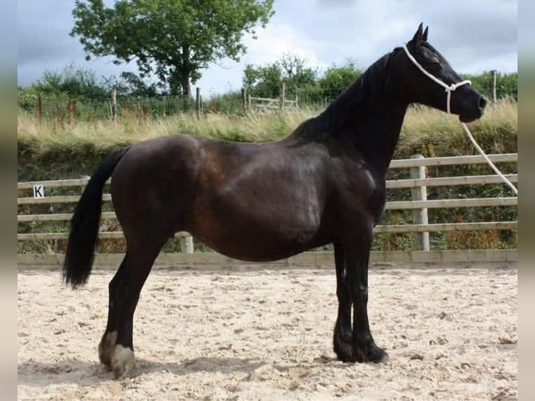 Welsh D (Cob) Mare 18 years 14,2 hh Black in Sassenburg