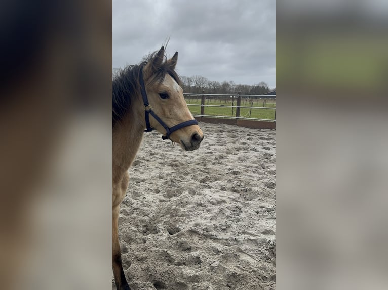 Welsh D (Cob) Mare 1 year 10.2 hh  in Arnhem
