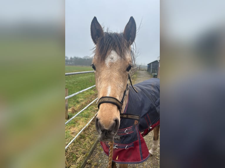 Welsh D (Cob) Mare 1 year 10,2 hh  in Arnhem