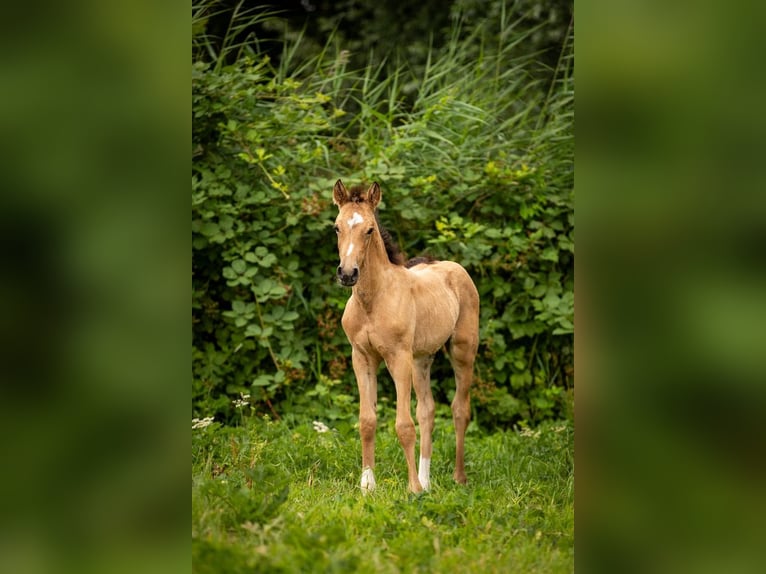 Welsh D (Cob) Mare 1 year 10,2 hh  in Arnhem