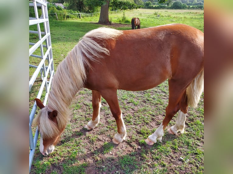 Welsh D (Cob) Mare 1 year 13.1 hh Chestnut-Red in Klein gladebrügge
