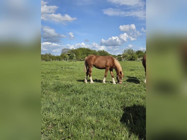 Welsh D (Cob) Mare 1 year 14.3 hh Chestnut-Red in Bad segeberg