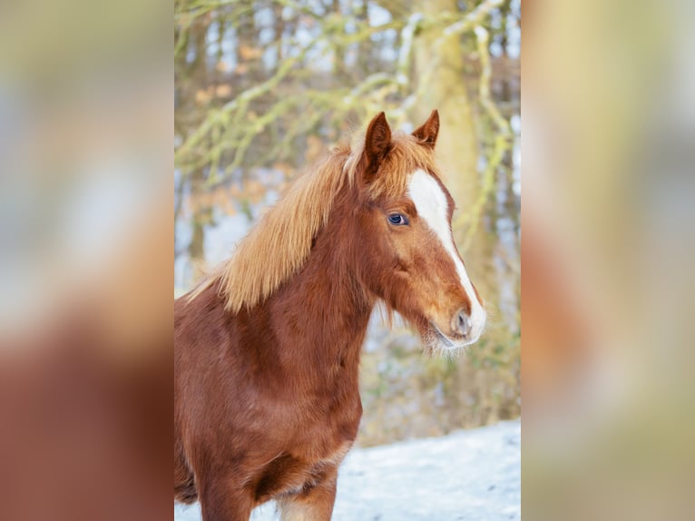 Welsh D (Cob) Mare 1 year 14.3 hh Chestnut-Red in Bad segeberg