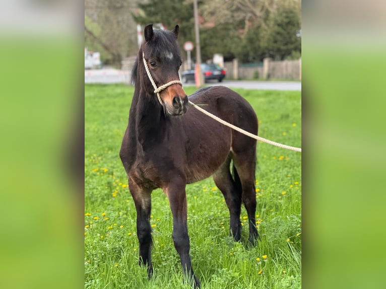 Welsh D (Cob) Mare 1 year 14,2 hh Chestnut in Karlštejn