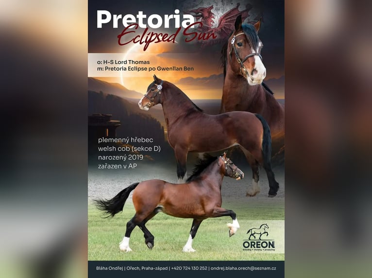 Welsh D (Cob) Mare 1 year 14,2 hh Chestnut in Karlštejn