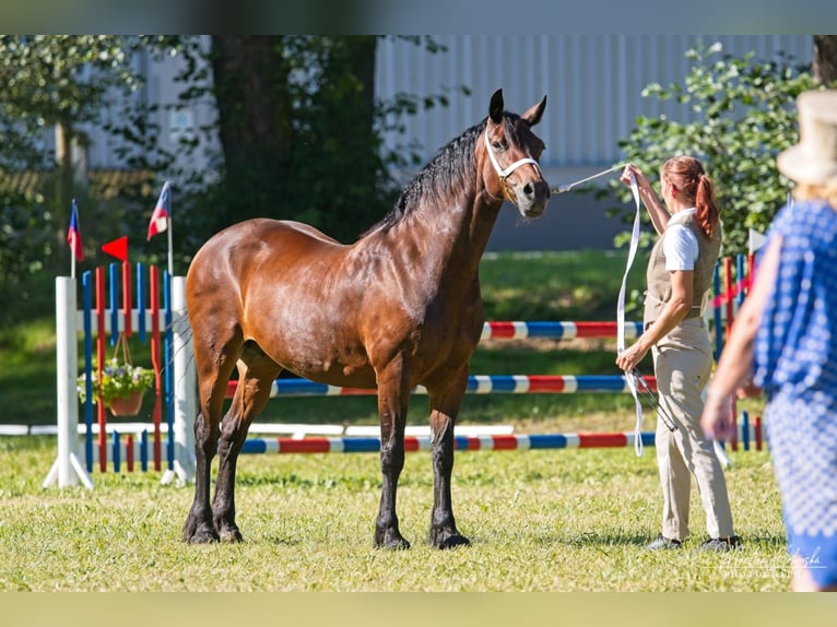 Welsh D (Cob) Mare 1 year 14,2 hh Chestnut in Karlštejn