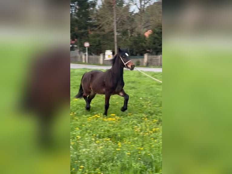 Welsh D (Cob) Mare 1 year 14,2 hh Chestnut in Karlštejn