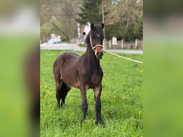 Welsh D (Cob) Mare 1 year 14,2 hh Chestnut in Karlštejn
