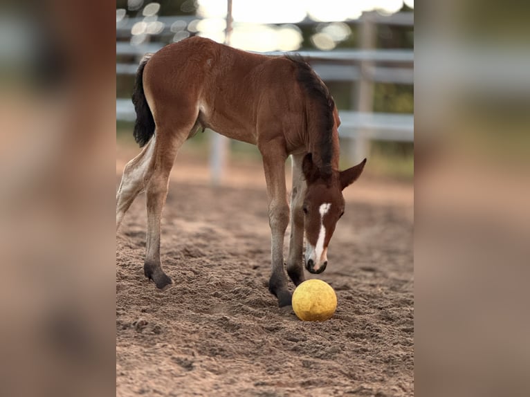 Welsh D (Cob) Mare 1 year 15 hh Brown in Stahnsdorf