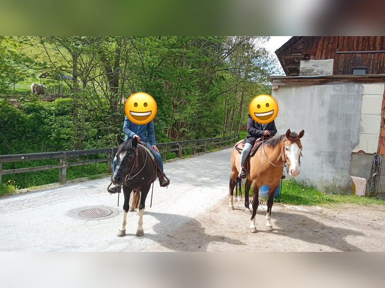 Welsh D (Cob) Mix Mare 20 years 14 hh Black in Ratten