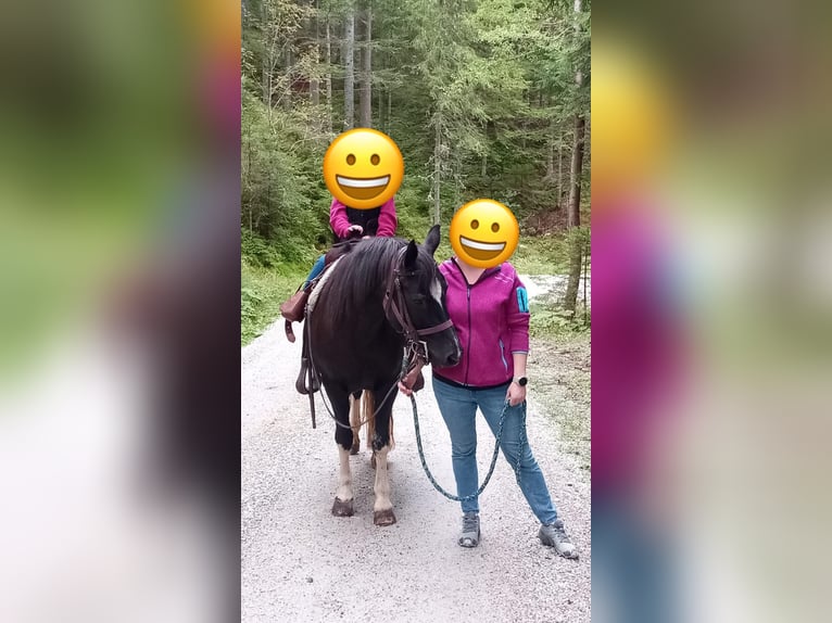 Welsh D (Cob) Mix Mare 20 years 14 hh Black in Ratten