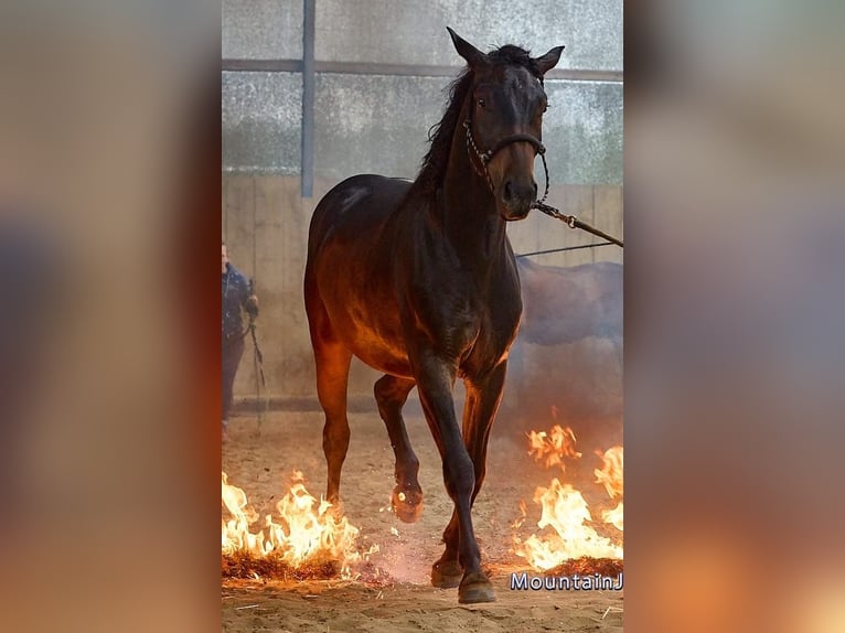 Welsh D (Cob) Mix Mare 2 years 12,2 hh Black in Kleinschwabhausen
