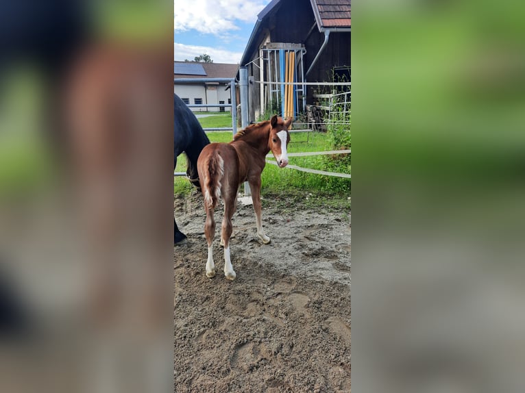 Welsh D (Cob) Mare 2 years 14.1 hh Chestnut-Red in Wendling