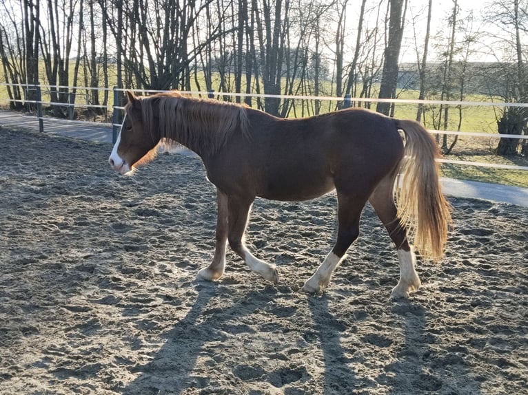 Welsh D (Cob) Mare 2 years 14.1 hh Chestnut-Red in Wendling